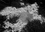 Tide Pool 1655 bw